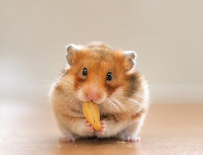 kawaii:lqjnyn08wfo= hamster