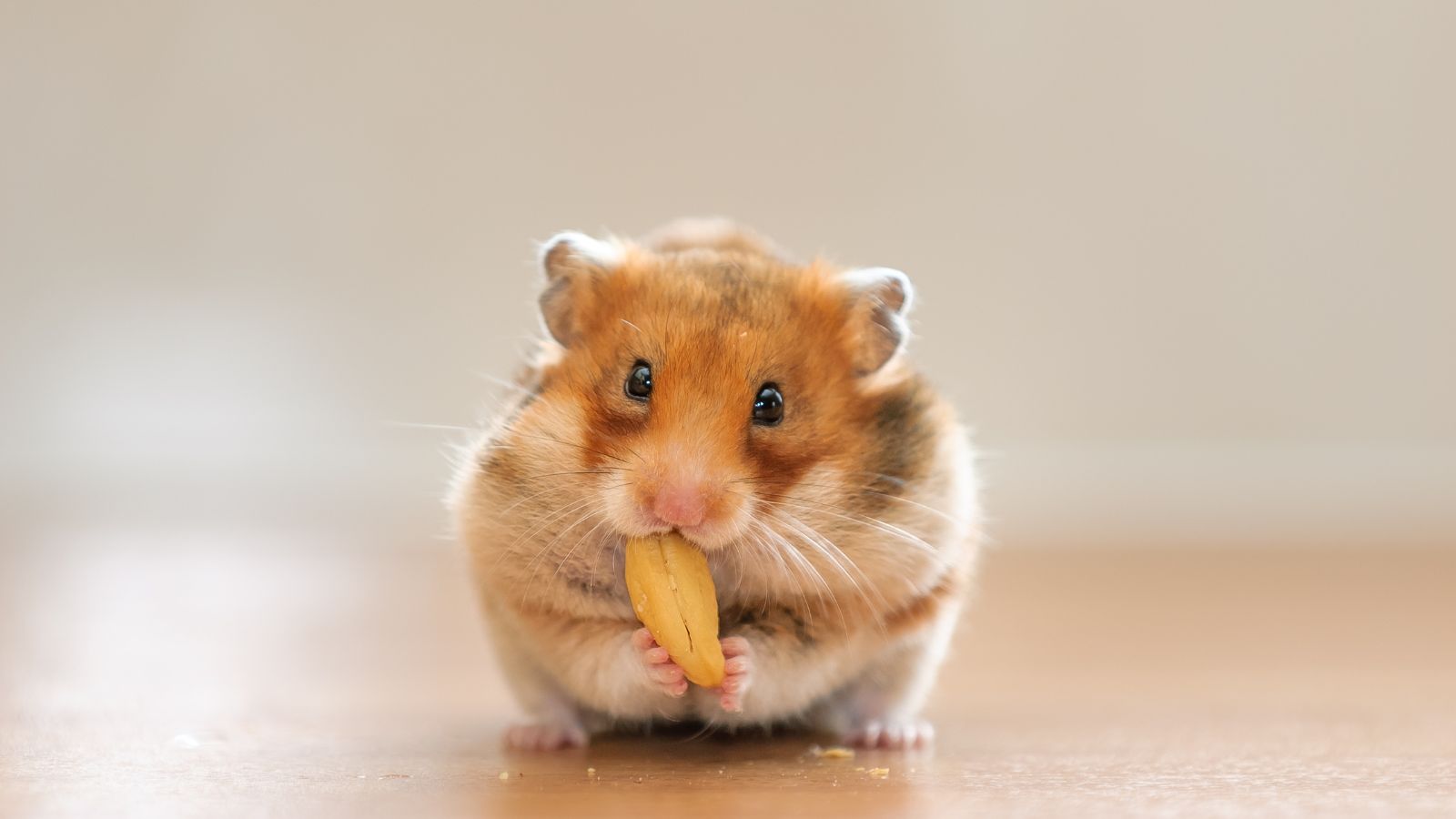 kawaii:lqjnyn08wfo= hamster